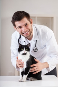 Male veterinarian with black and white cat