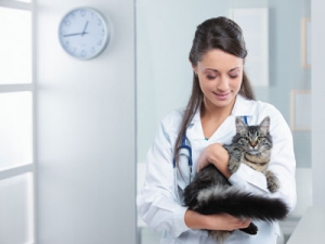 Veterinarian with a Cat