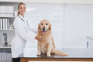 Veterinarian With a Dog