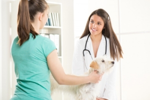 Veterinarian with a client and dog